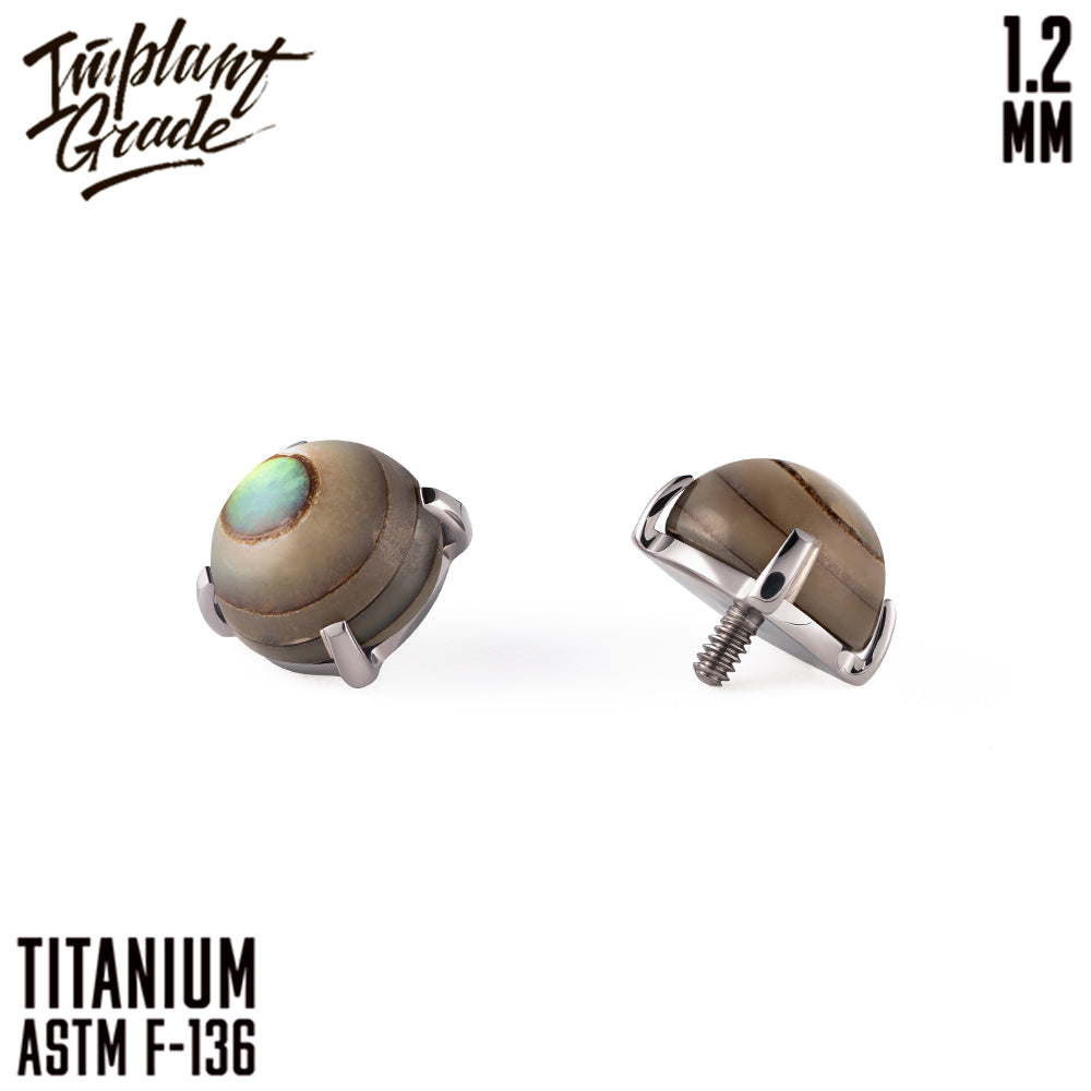Hemi Shell Hemi Abalone Shell top 1.2 – Implant Grade